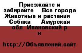 Приезжайте и забирайте. - Все города Животные и растения » Собаки   . Амурская обл.,Ивановский р-н